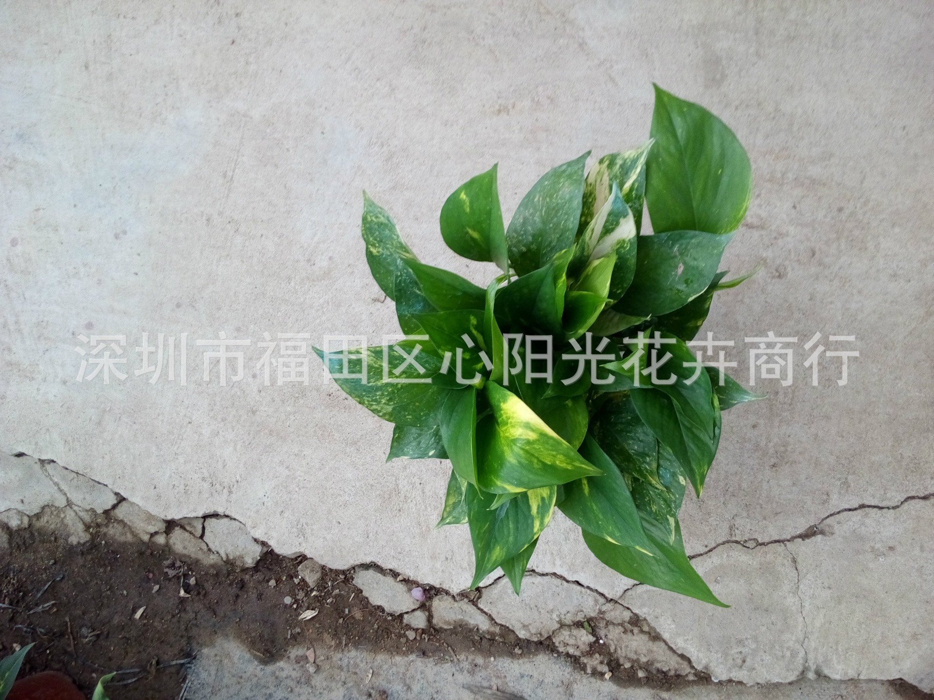 120#花叶绿萝 (2)