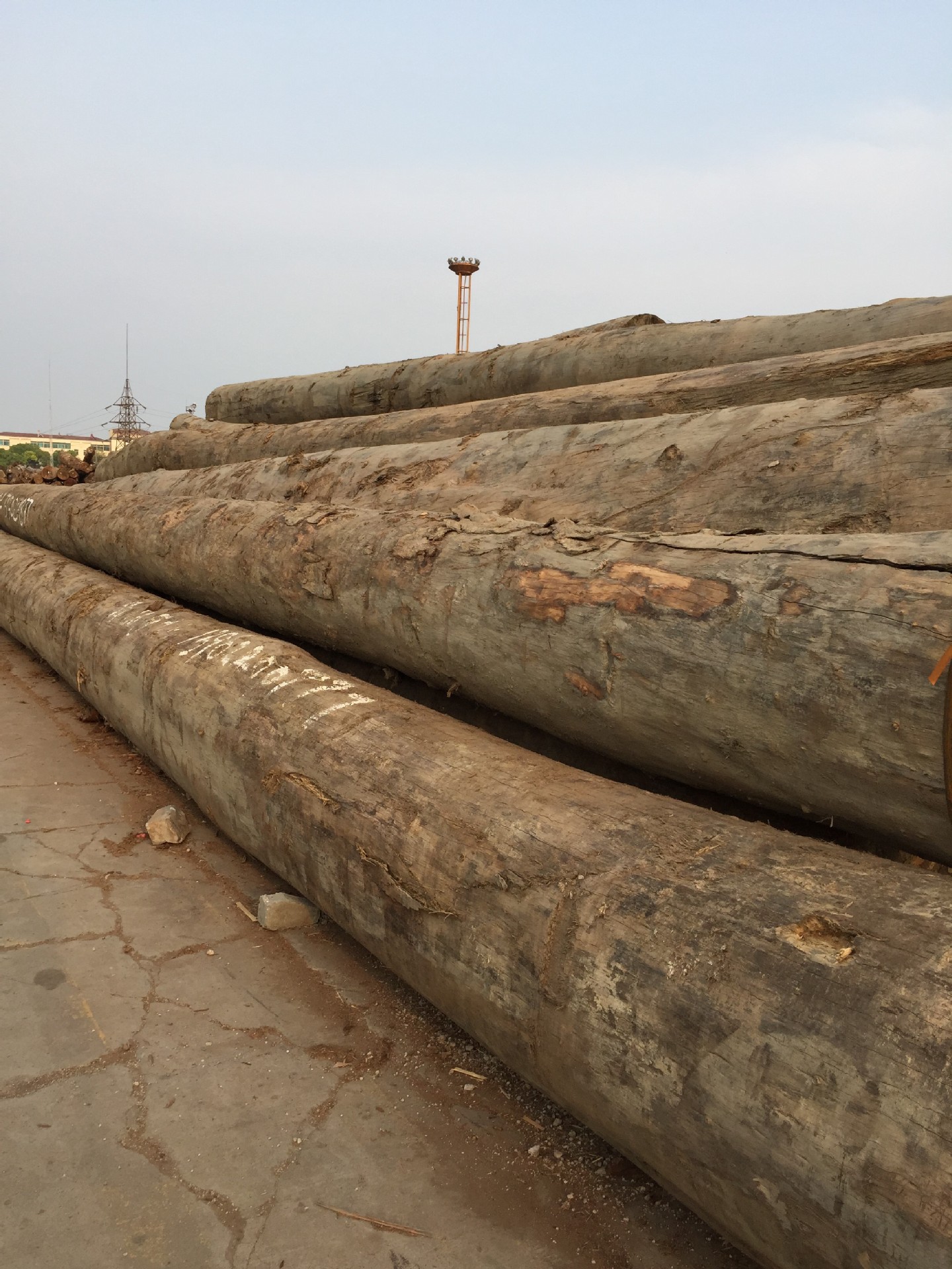 缅甸金车花梨原木缅甸铁木木板材木荚豆铁梨木 优质重型结构木材