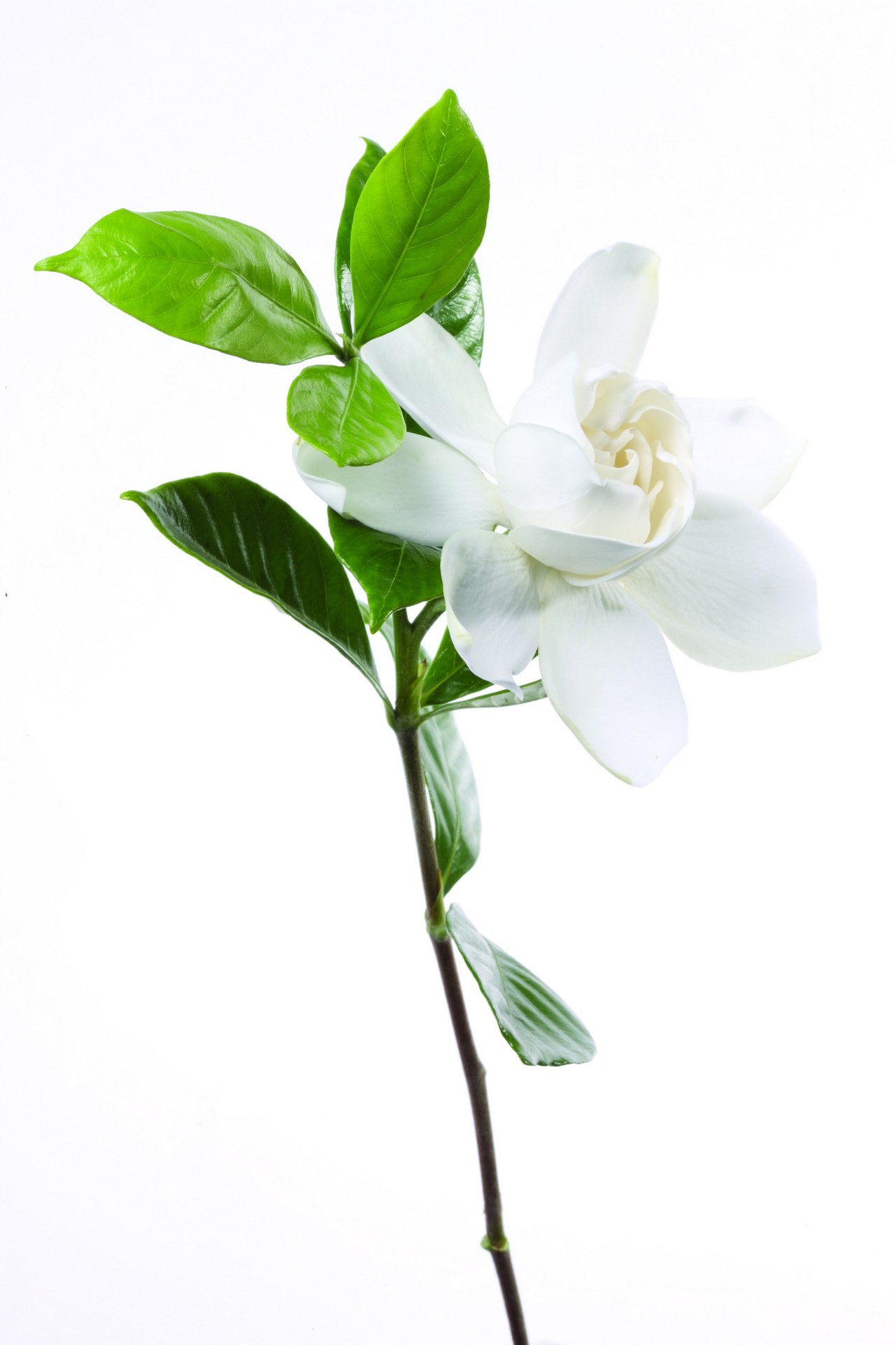 杜德泰 茉莉花香按摩油 1000ml起