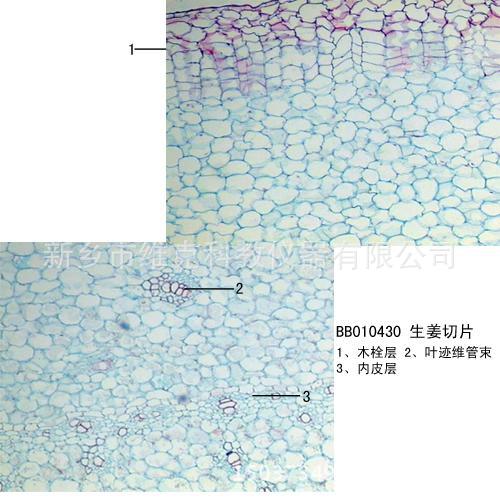 橘果皮切片(示分泌腔) 生物切片 微生物切片 植物类装片