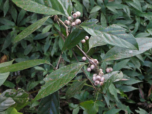 青对节 水麻叶提取物 10:1 * 现货供应