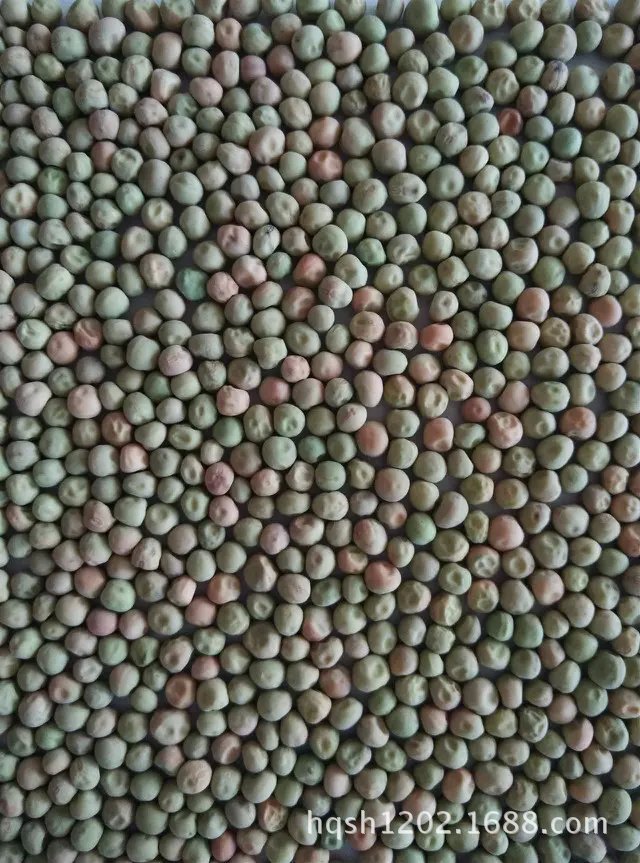 批发供应红花604荷兰豆种子 国外引进甜豌豆种子
