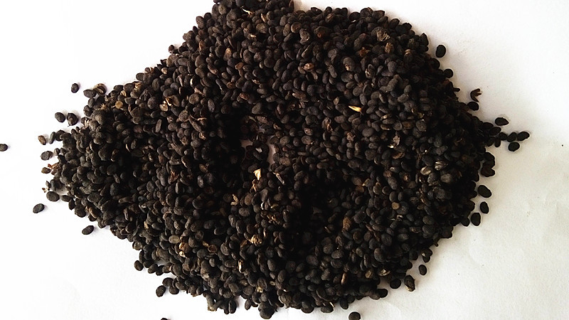 直供补骨脂 胡韭子 黑故子 故芷