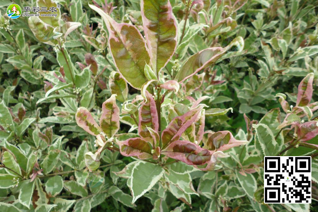 金边彩叶桂-桂花4大虫害防治技术图片