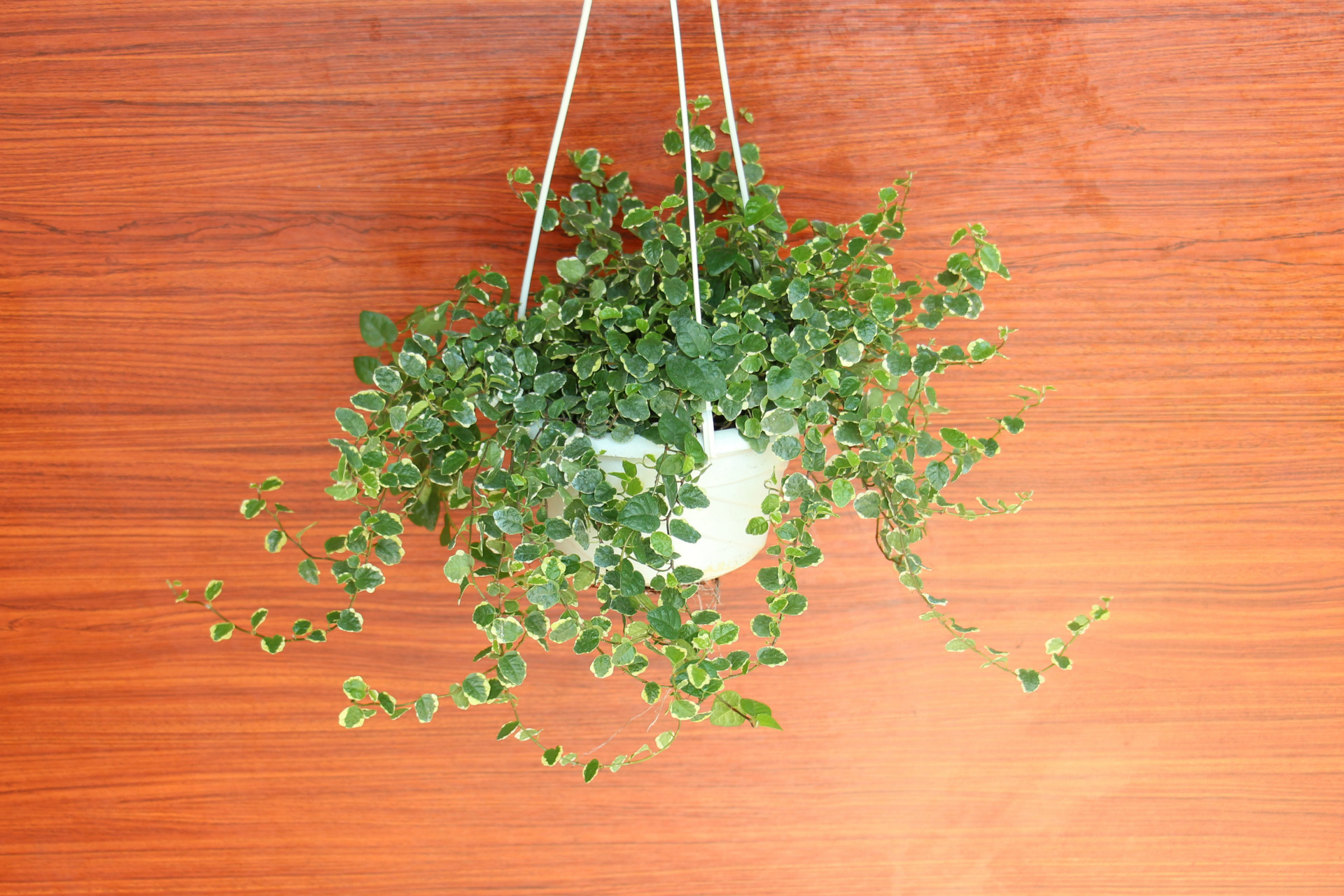 【自产直销】批发180#花叶霹雳 花叶薜荔 枝条长度20cm 攀藤