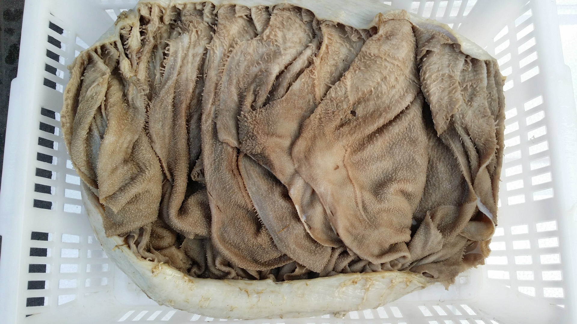 批发供应 特色带底板鲜毛肚 脆爽可口火锅必备菜品鲜毛肚