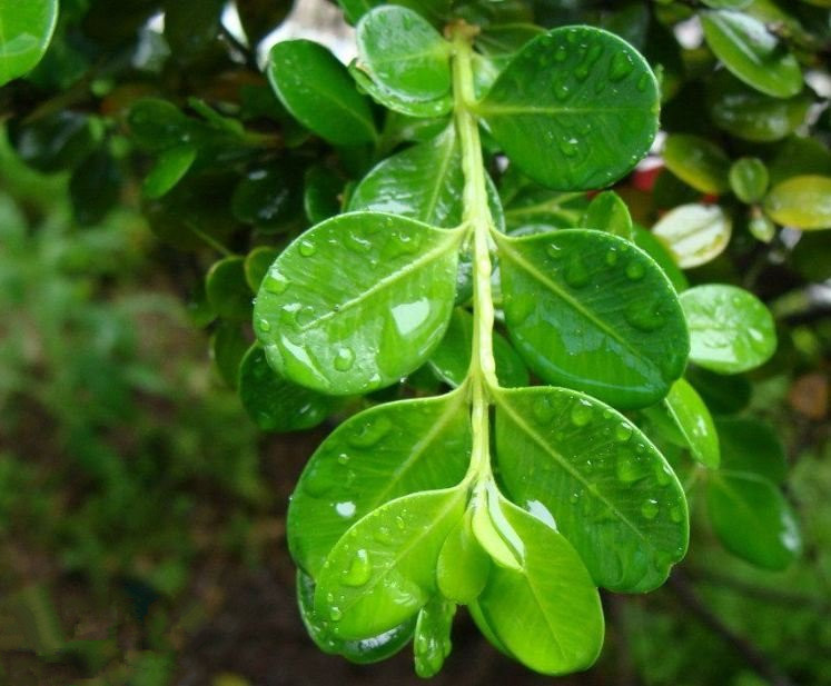 现货热销 瓜子黄杨 小叶黄杨苗 黄杨苗 北海道黄杨苗