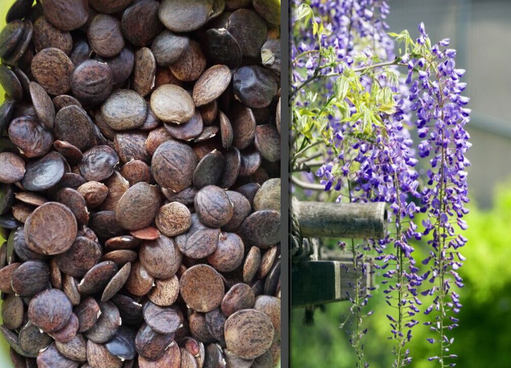 观花树种子 ,紫藤 攀藤大树 紫藤树种子 【精品】