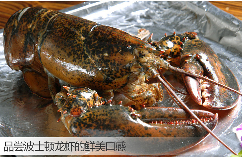 水产鲜活海鲜 美国大龙虾 78元/斤 波士顿龙虾 发活的450g-560g