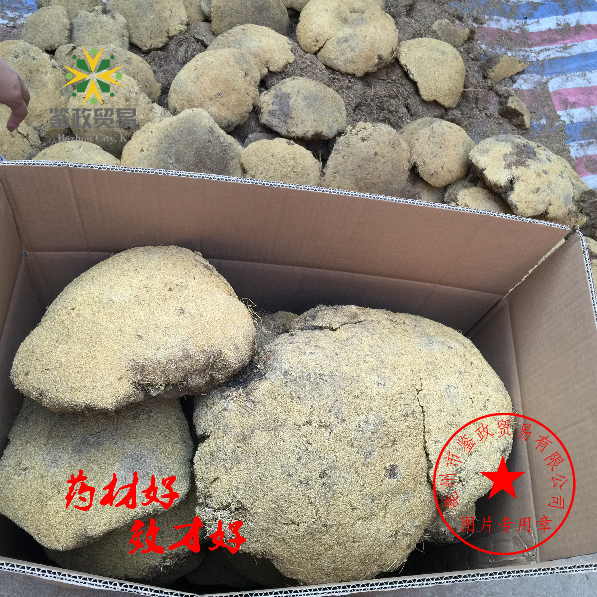 大货批发 雪灵芝 雪芝 中药材 雪林芝 正品 1000g