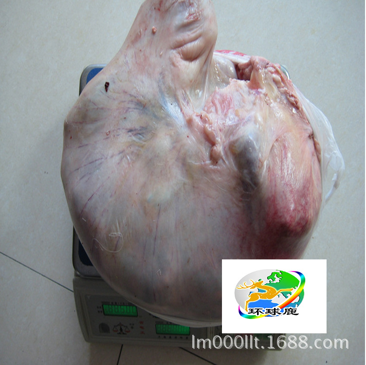 鹿场直销 鲜鹿胎(冷冻)干鹿胎 鲜鹿胎 鹿胎盘 一件代发量大从优