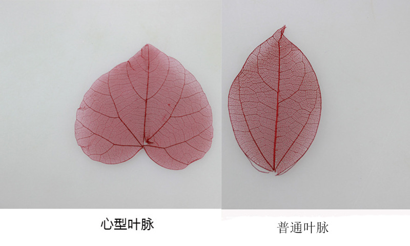 金色叶脉 叶子形状彩色树叶 书签标本diy材料 银色叶脉押花金