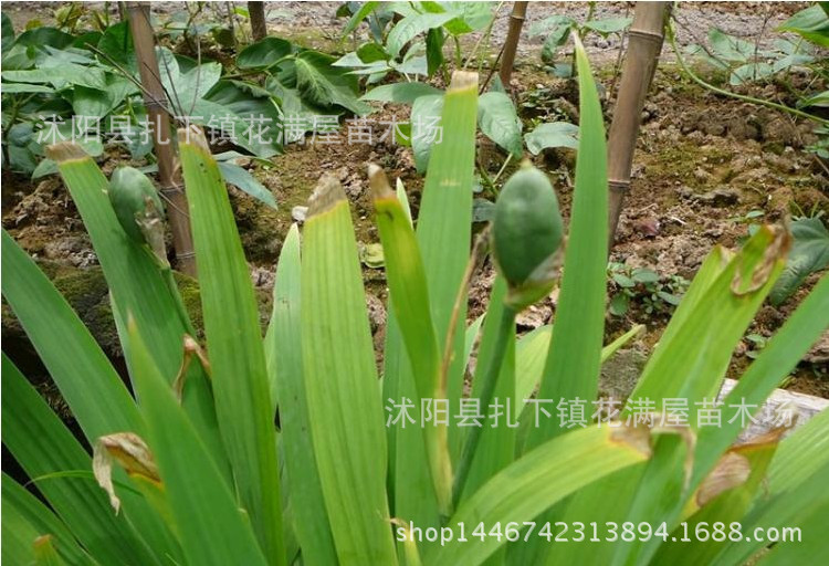 兰花鸢尾花种子 黄花鸢尾德国鸢尾种子 燕尾种子 菖蒲种子 .