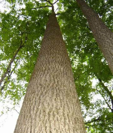 欢迎咨询优质【水曲柳】规格齐全 绿化水曲柳苗木 园林水曲柳树苗