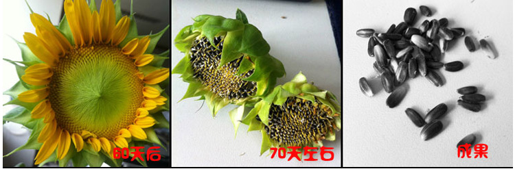 观赏迷你向日葵种子四季玩具熊向日葵种多头食用葵彩色向日葵花种