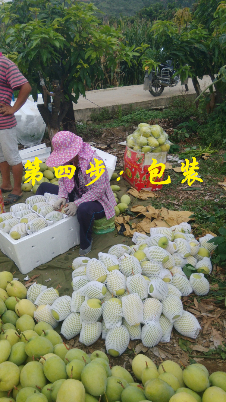 四川攀枝花新鲜水果黄皮大凯特芒果一件代发货