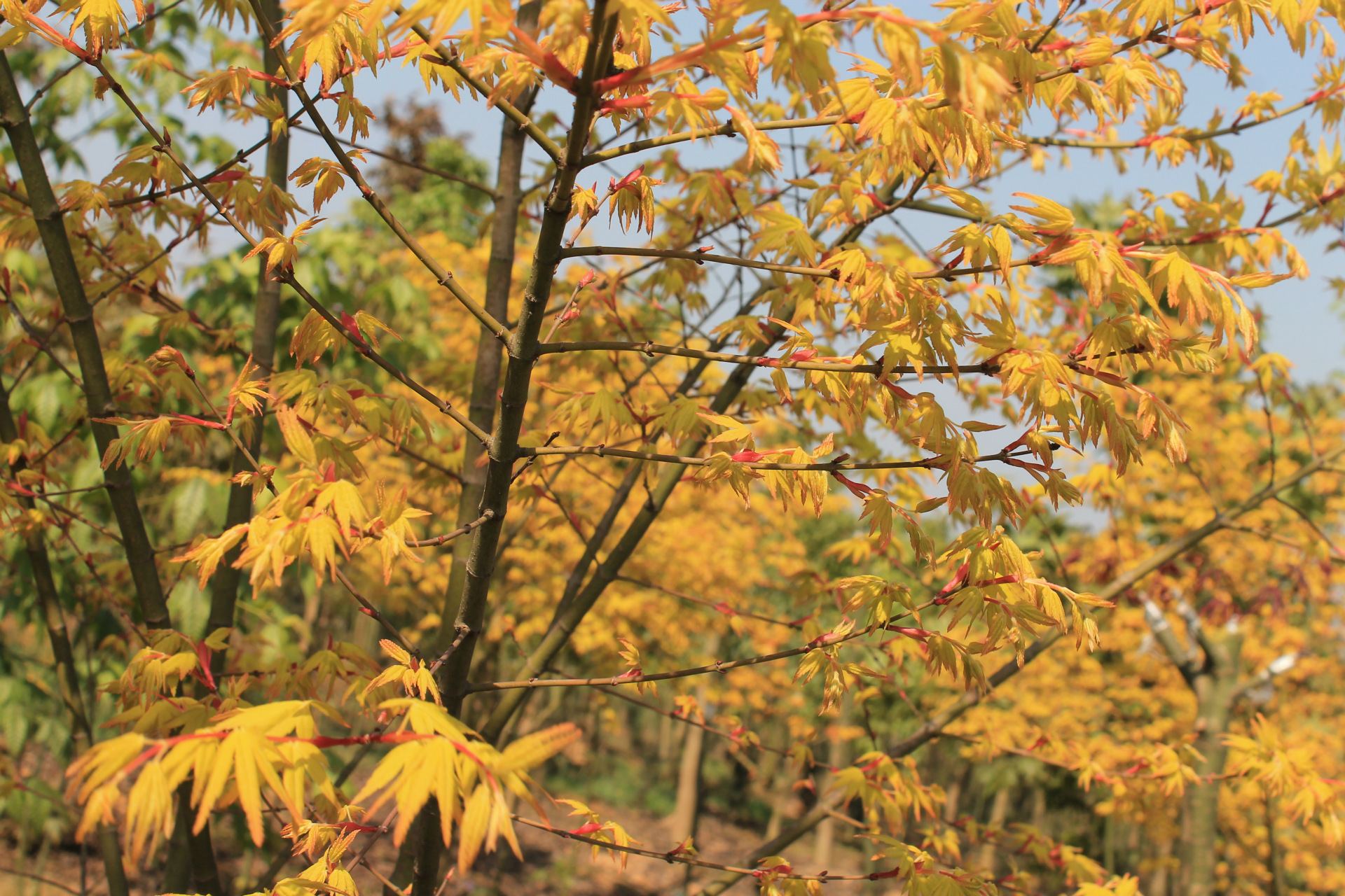 出售嫁接日本红枫橙之梦 又名黄金枫 彩色叶