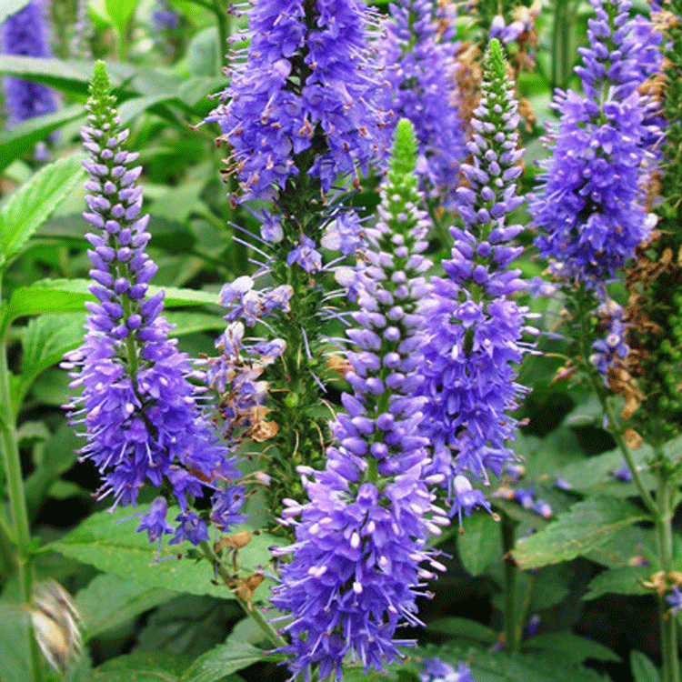 冉康现货提供蓝色穗花婆婆纳 穗状婆婆纳种子 保证发芽率