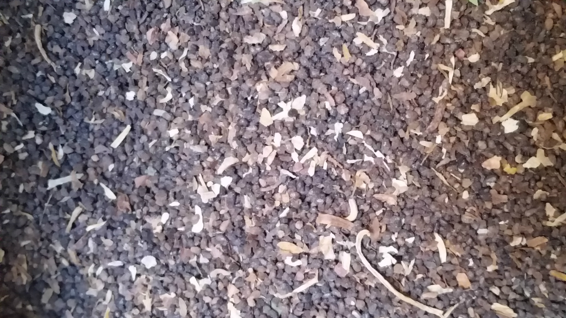 供应肉苁蓉种子梭梭嫁接肉苁蓉甘肃肉苁蓉基地