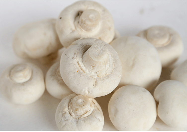 批发供应新鲜菌类双孢菇绿色蔬菜白色双孢菇新鲜蘑菇