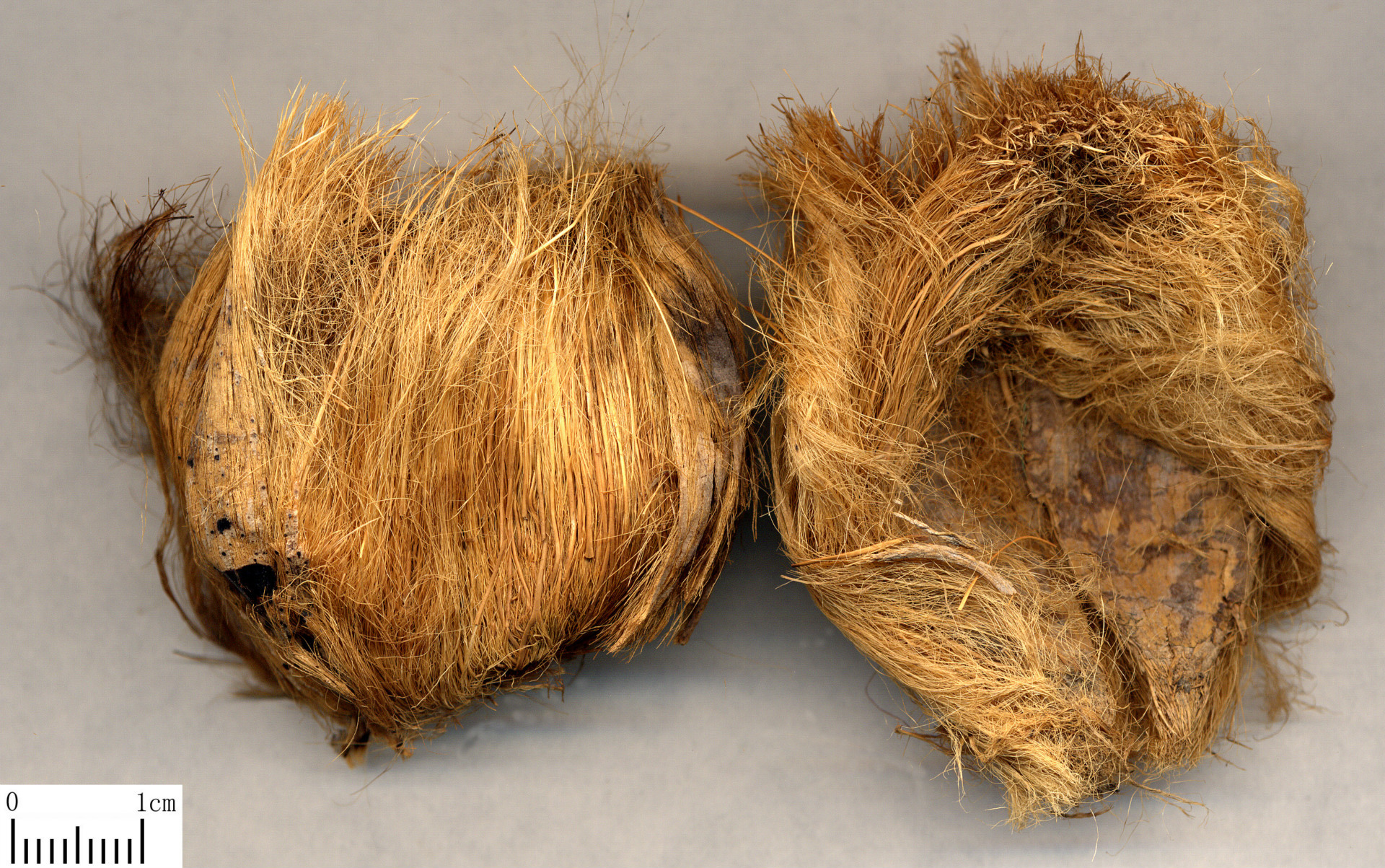 批发 大腹皮 中药材 质量保证 产地直销量大从优