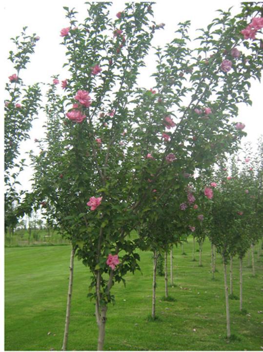 安徽3-4公分木槿苗,安徽3-4公分木槿树苗价格,安徽木槿树苗基地