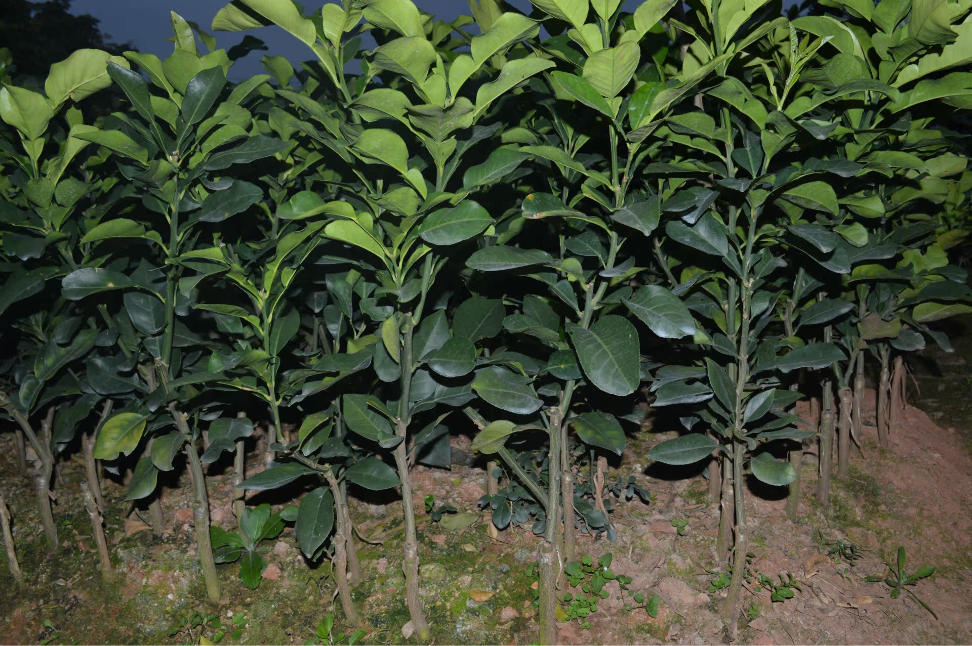 梅州梅县果苗场供应纯正优质三红肉蜜柚苗水果树苗柚子苗价格低