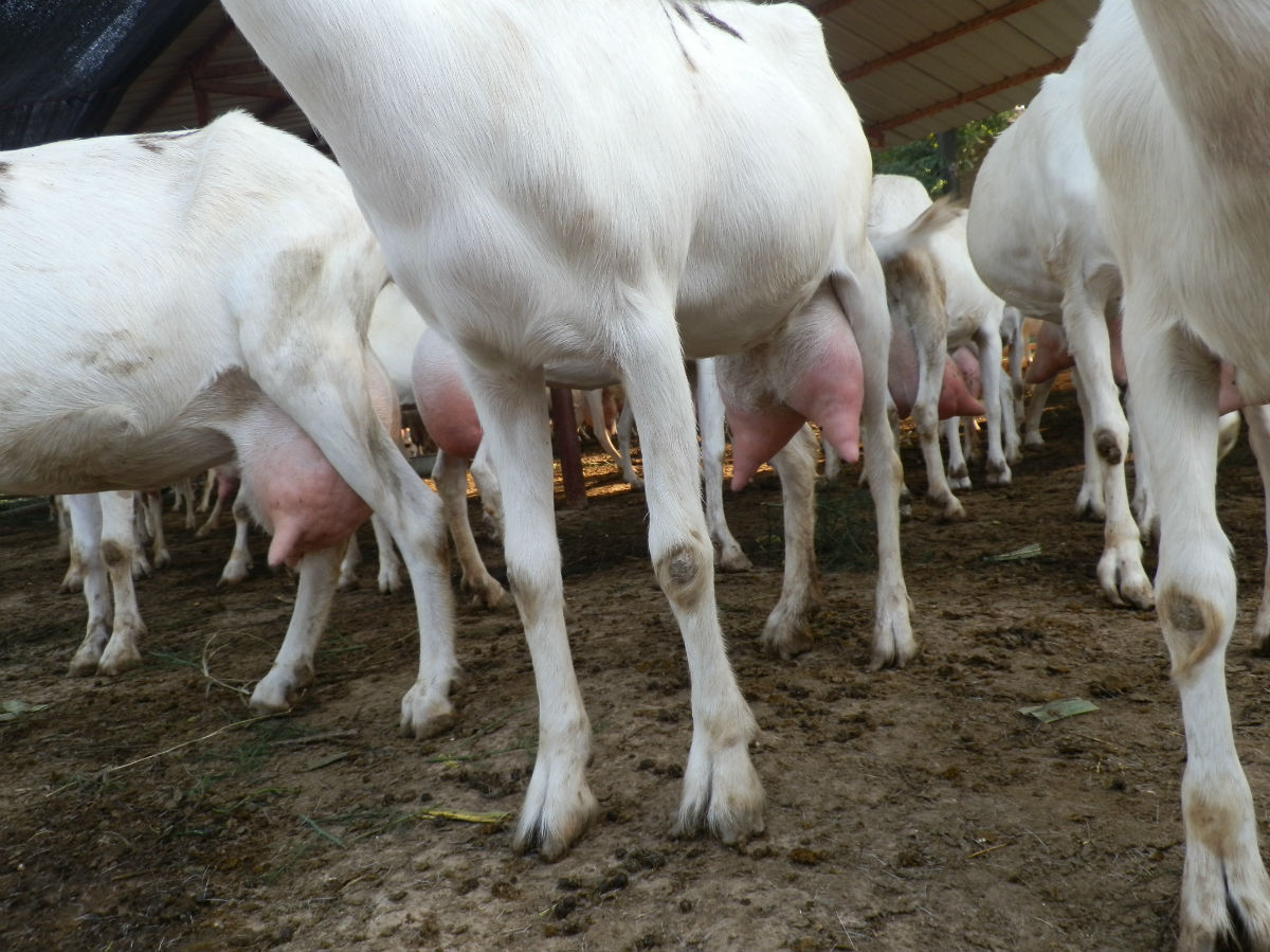 努比亚奶山羊奶山羊价格查询奶山羊多少钱一只萨能奶山羊