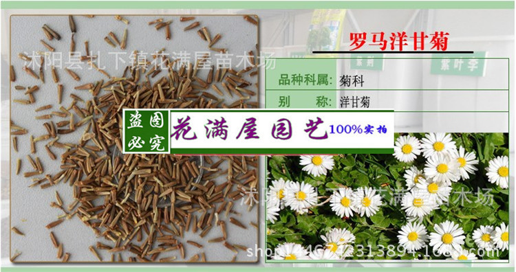 批发优质草本花卉种子罗马洋甘菊种子观赏植物园艺花卉