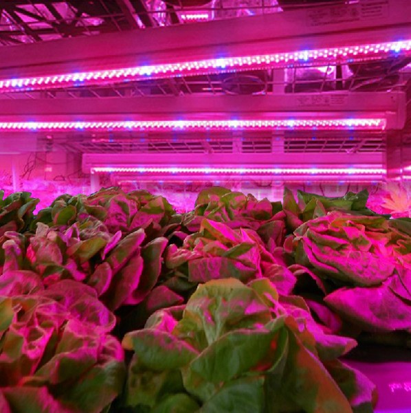 led植物生长灯 led节能灯 led园艺育苗灯 红蓝led植物室内补光灯