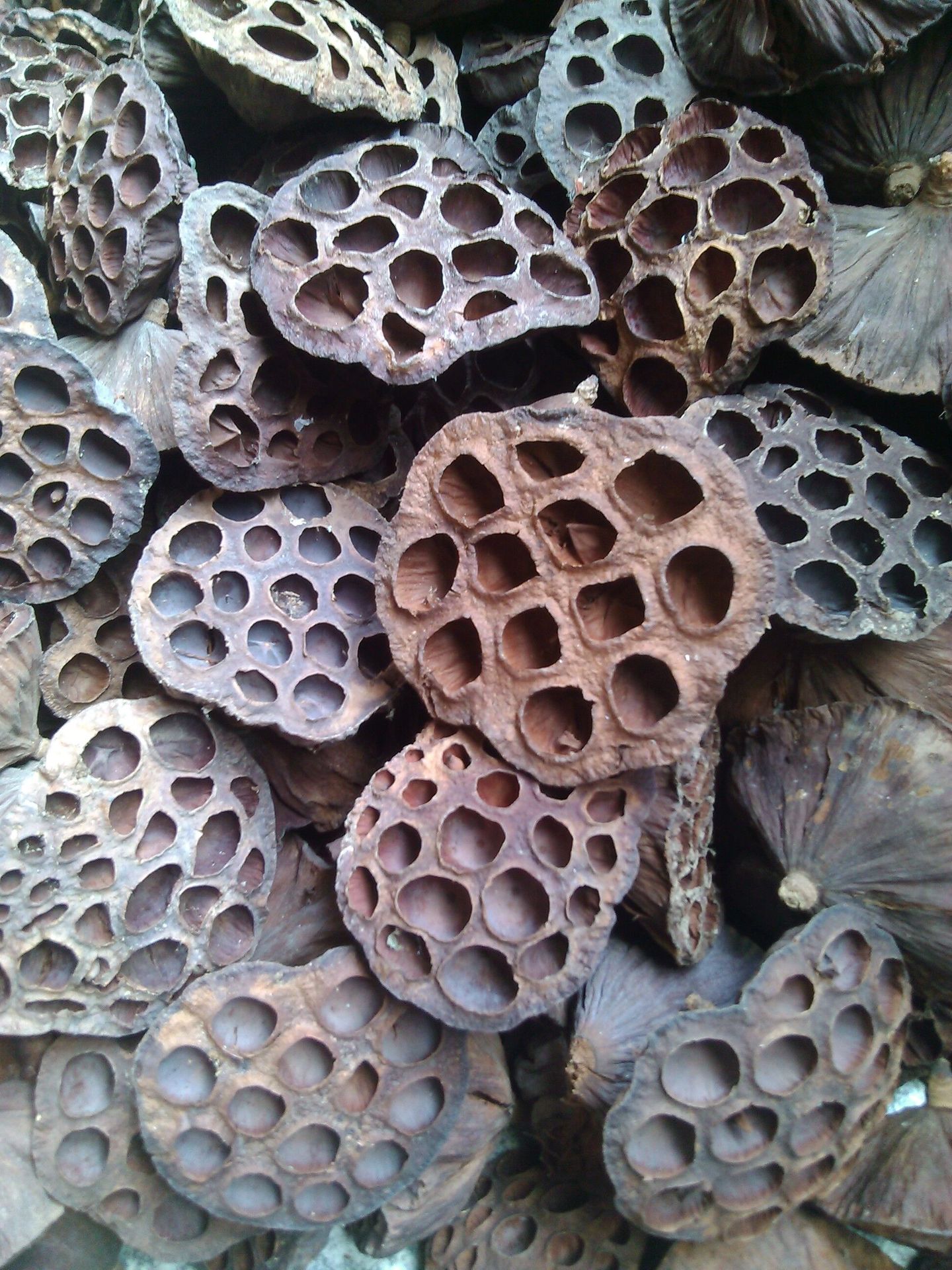 干花花料棉花壳