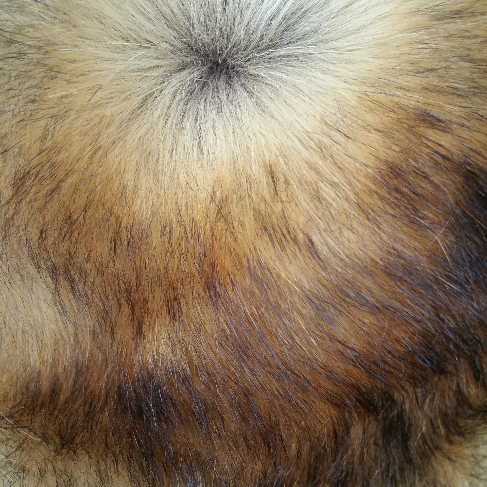 仿貉子毛 仿狗毛 仿狐狸毛 现货 1800克每米