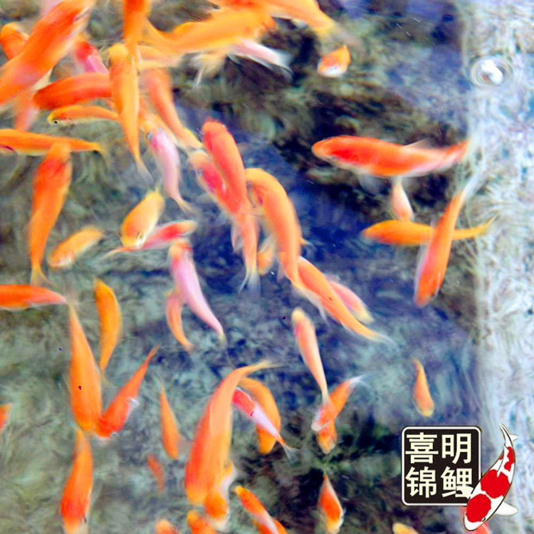 水花成长记录20