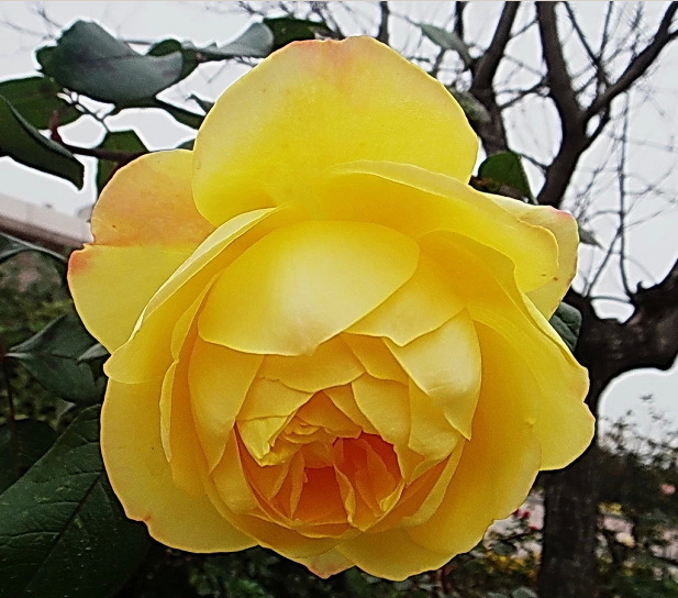 大量批发 盆栽香水月季 藤状丰花月季花 盆栽优质月季