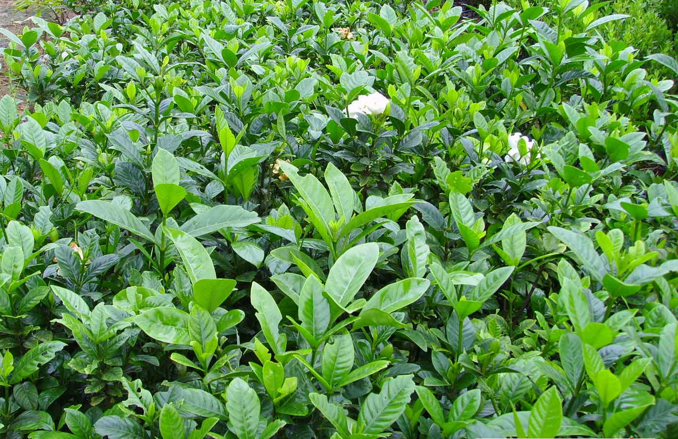 罗汉松销售..批发10-12公分罗汉松.四季常青好造形.罗汉松绿化s-眼镜