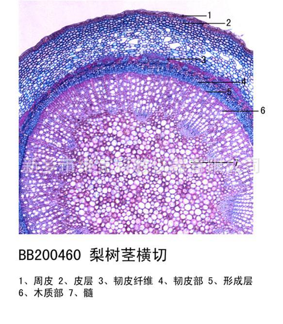 柳树茎横切 生物切片 植物类装片 茎及茎的变态 显微镜专用