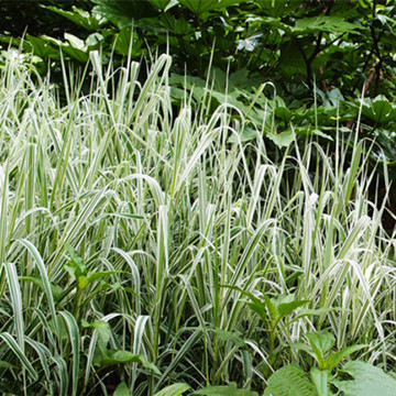 花叶芦苇批发 批发芦苇 基地直供 重庆水生植物 园林苗木绿化植物