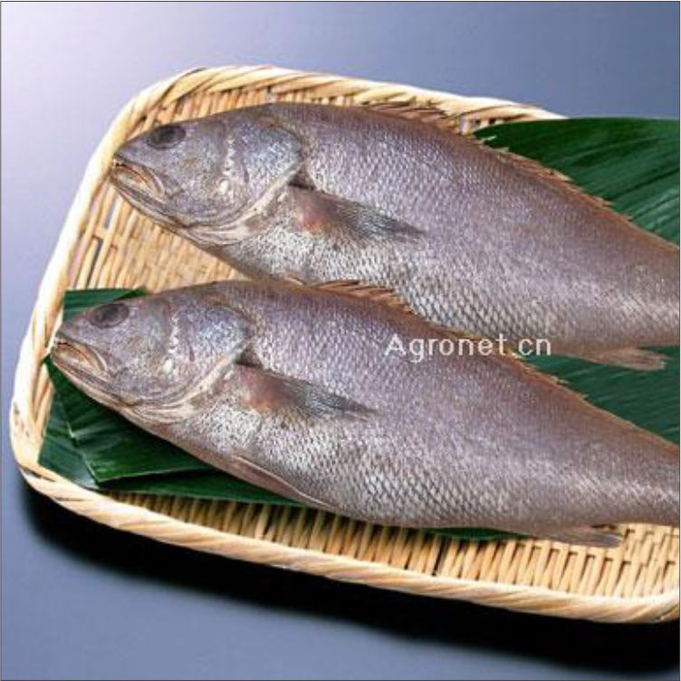 新鲜鲜活米鱼 冰冻 鱼类 海鲜海产品批发 产地直销海鲜批发