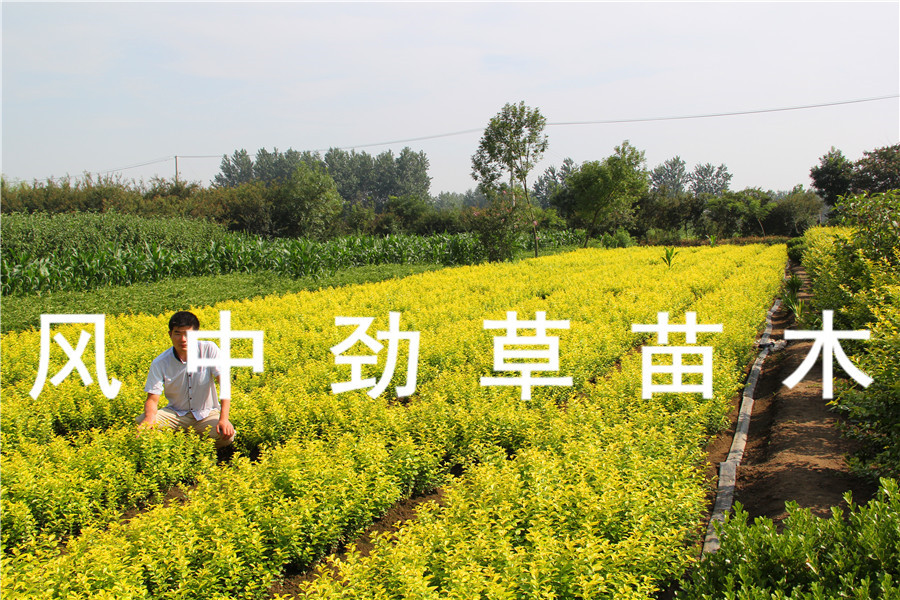 戴安娜月季花苗 批发月季苗 藤本月季 优质月季树苗 根系发达 - 苗木