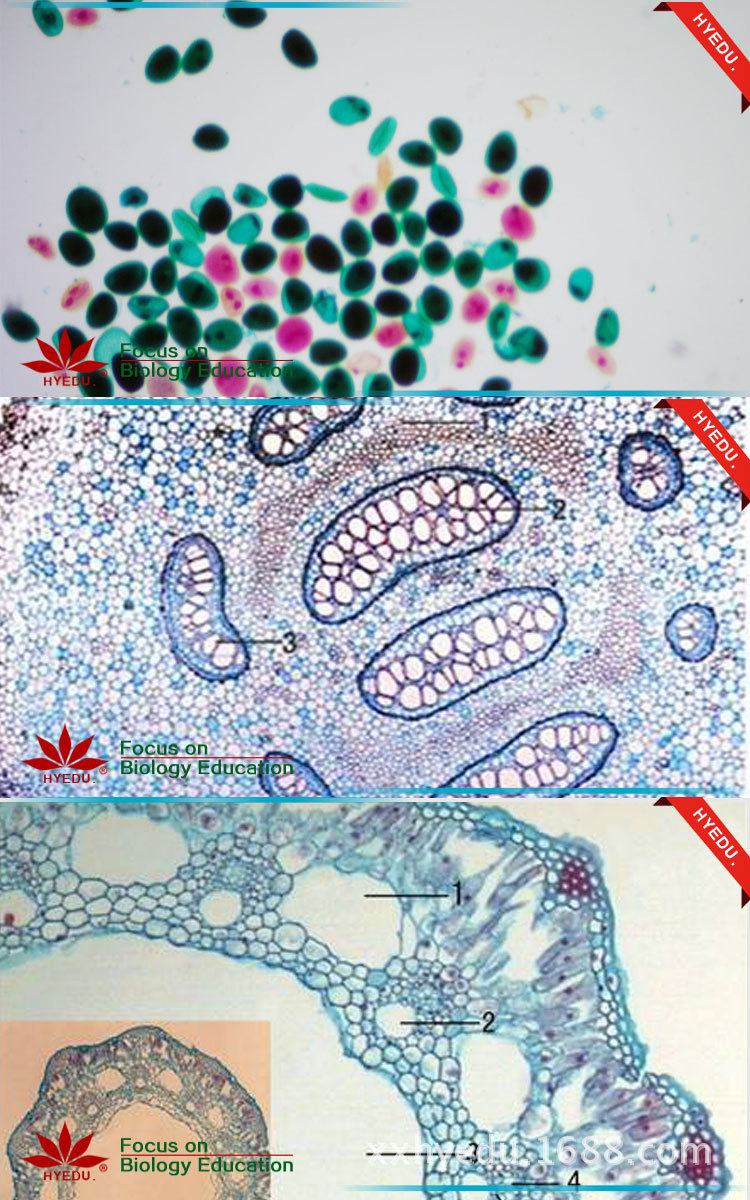 植物生物切片 显微镜下根部的变化 2000倍根冠