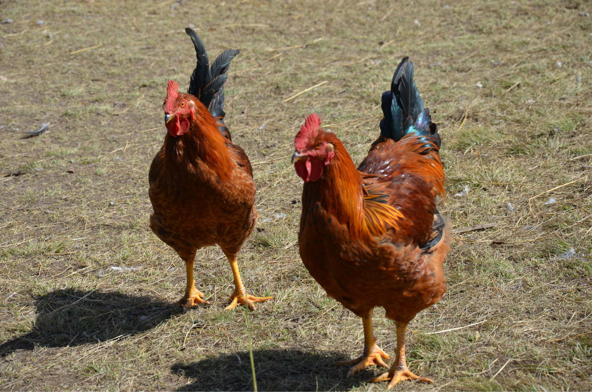 甘肃祁连山正宗生态鸡 瘦肉皮薄绿色养殖生态芦花鸡 农场家禽鸡