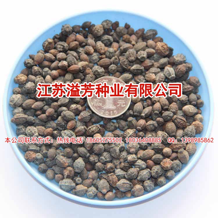 新采紫茉莉种子胭脂花粉豆花夜饭花状元花苦野丁香叶籽