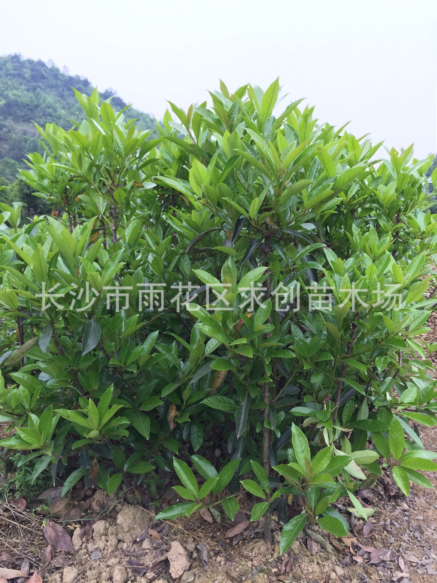 庭院绿篱观赏植物法国冬青小苗 成活率高