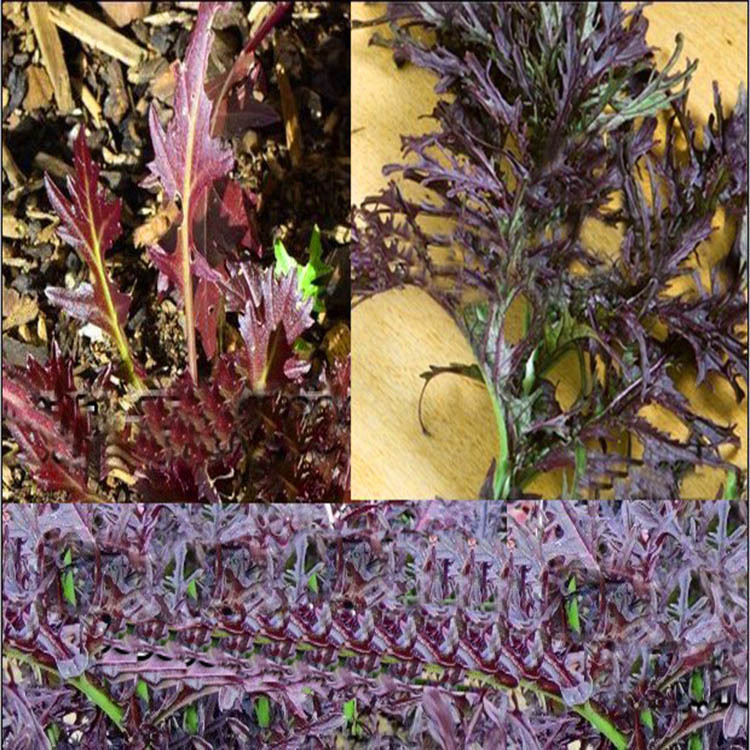 紫晶京水菜种子 奇趣蔬菜种子批发 紫生菜 紫苦苣芥菜 原包装10克