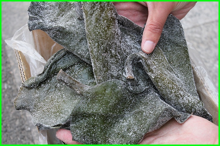 供应盐渍海带山东海带厂家