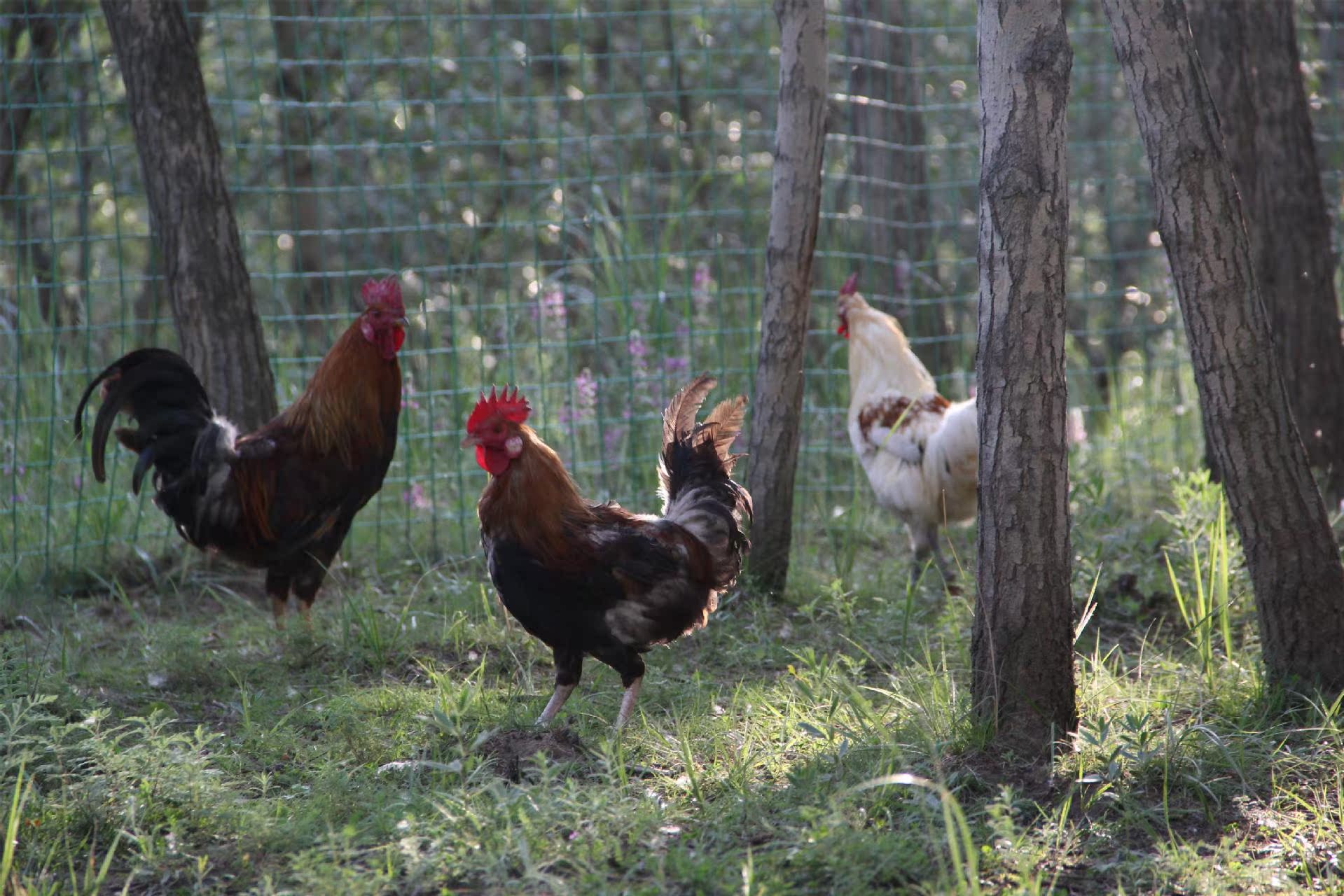 黄芪鸡黄芪土鸡蛋海拔2600米原始森林生态养殖