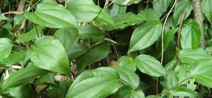 爬岩香提取物海风藤提取物