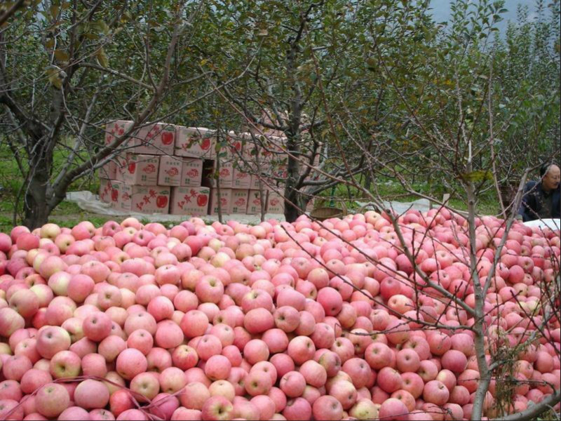 红苹果堆满山