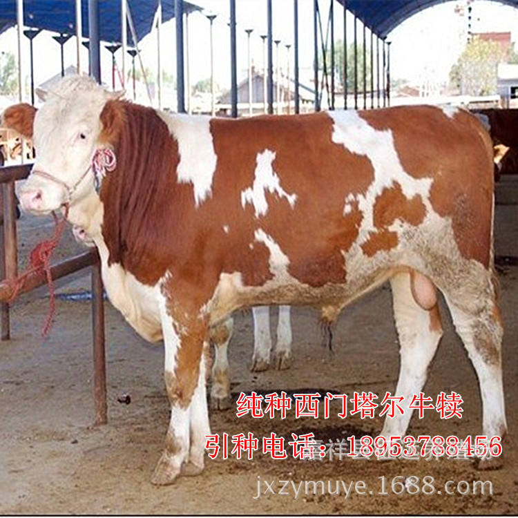 纯种西门塔尔牛养殖场出售 西门塔尔牛种牛 杂交西门塔尔牛犊