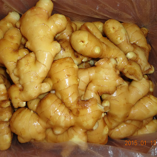 新鲜蔬菜 保鲜生姜 山东产新鲜小姜